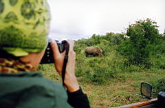 rhinos gomo gomo scan589.jpg